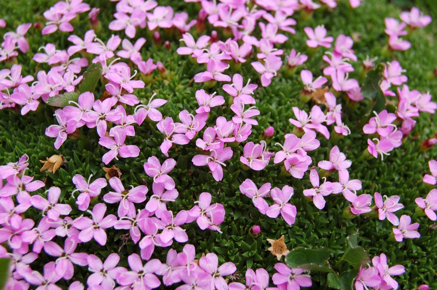 Fioriture magellensi